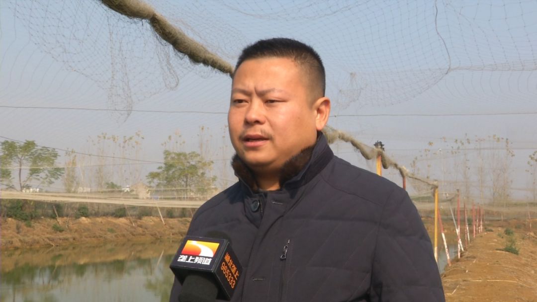 创富新发现：体质强健生长快，台湾泥鳅效益红火！