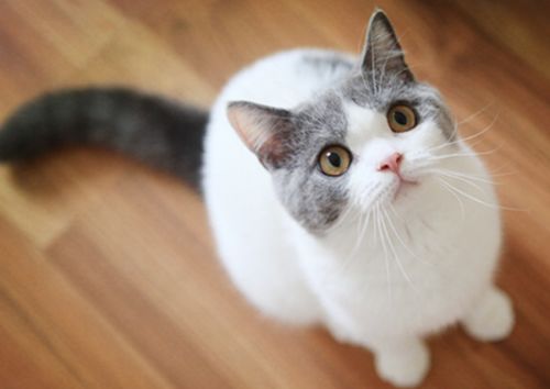 猫咪肠胃不好怎么调理食谱,猫咪肠胃不好怎么调理吃猫粮