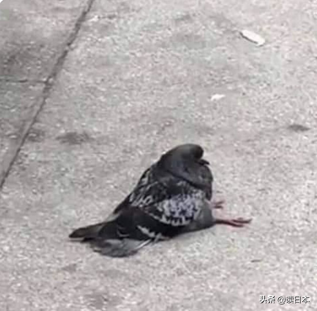 沙雕手办日本小哥,日本沙雕手办小哥哥