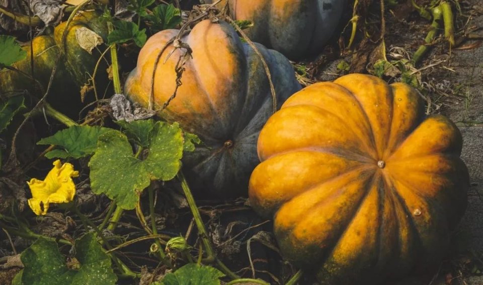 吃南瓜叶子对人体有什么好处,南瓜是抗氧化食物吗