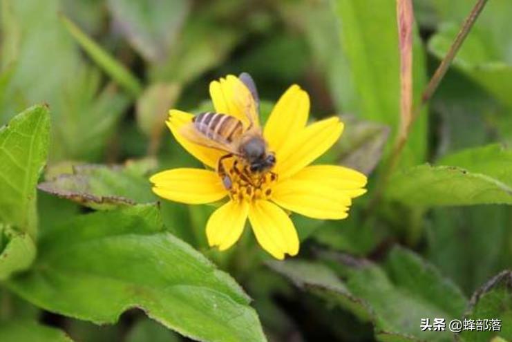 中蜂蜂王身上大蜂螨,中蜂原生虫病