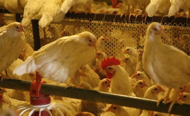 鸡传喉免疫方法,治疗鸡传喉特效药