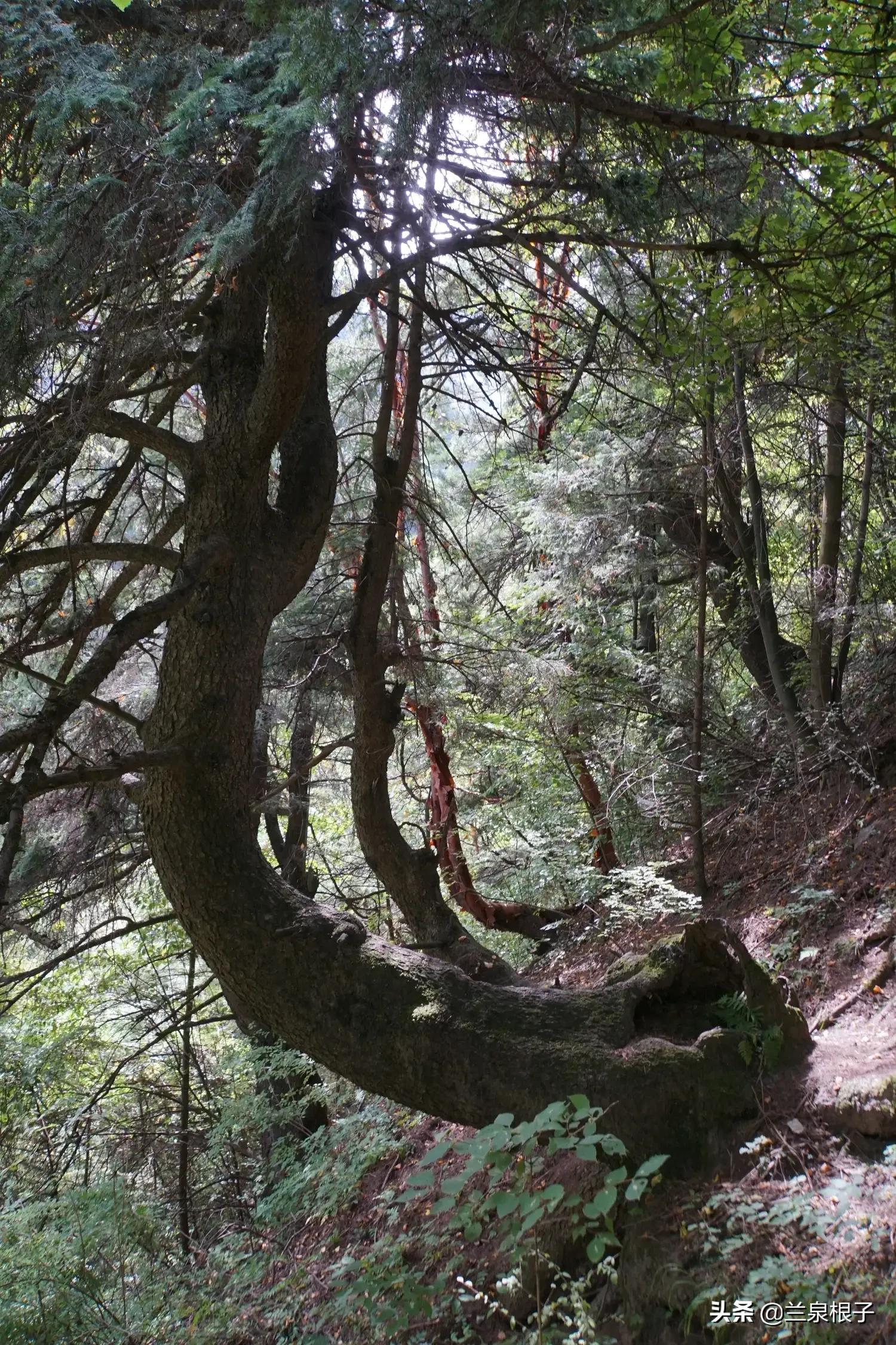 秋日之旅旅游攻略,秋日自驾游视频