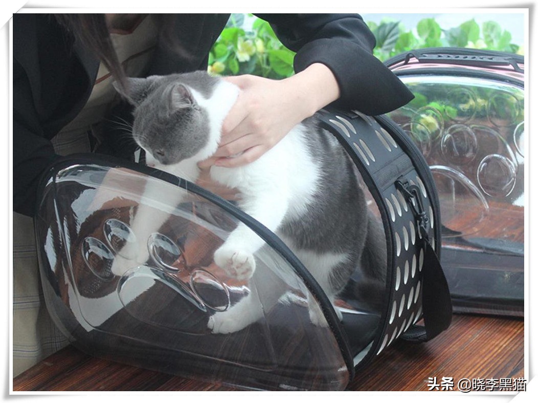 “情商”180，一只“社会”的小猫咪是怎么样炼成的？今天来教你