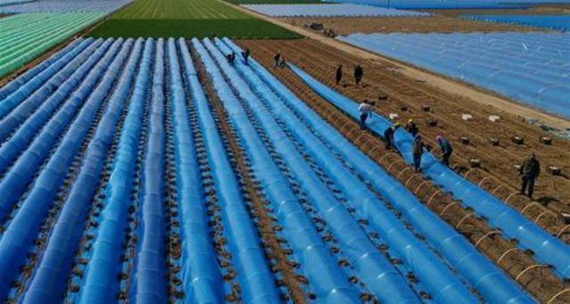 生姜的高产种植全过程,北方冬天生姜盆栽种植方法