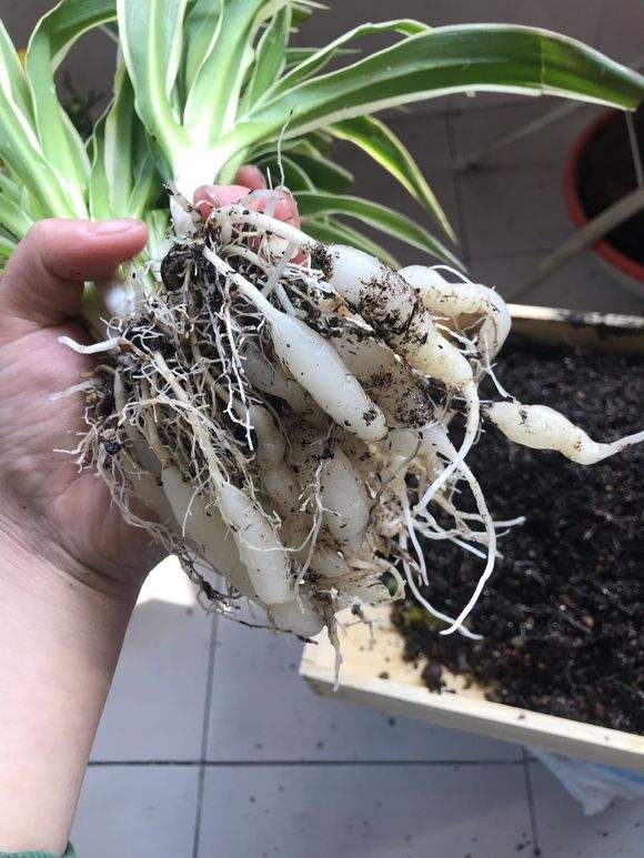 吊兰黄叶,吊兰黄叶怎么办用什么方法