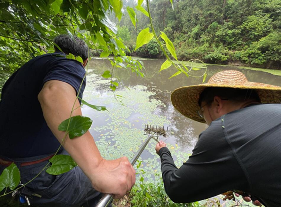 杭州野生莼菜,杭州临安特大野生莼菜