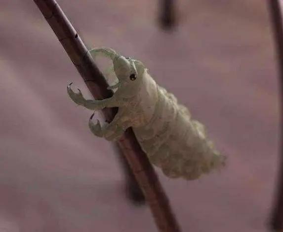 三十年前的虱子为什么消失了,虱子为什么八十年代多