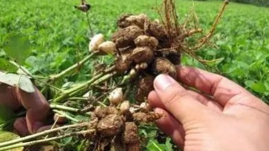 花生怎么防止黄曲霉菌发生,花生黄曲霉病防治