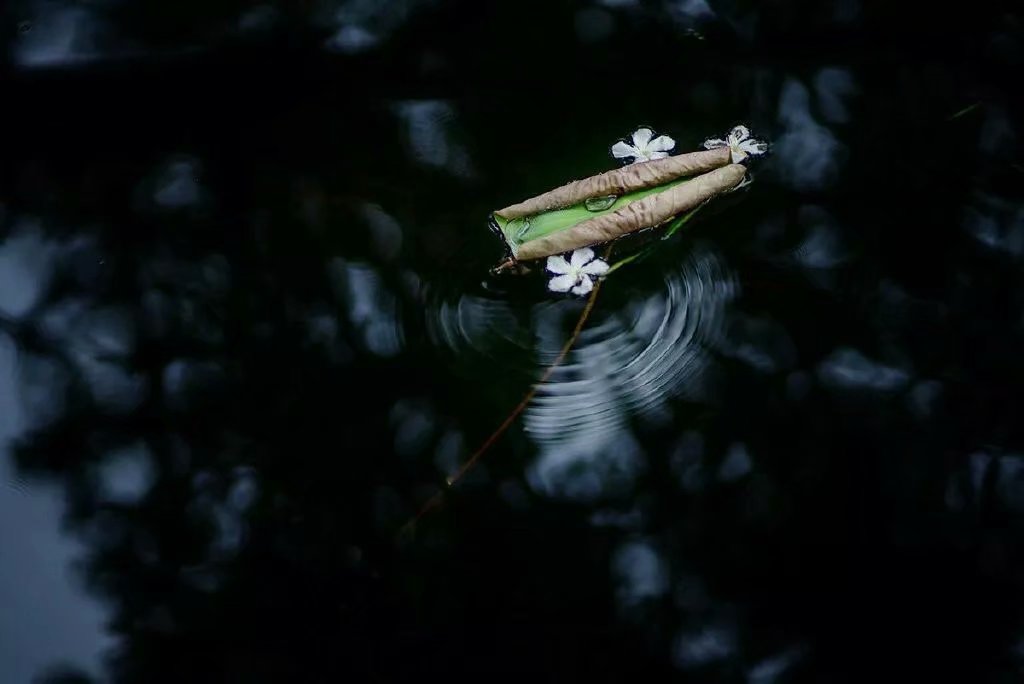 苏东坡的人生观和生活态度,苏东坡十大经典诗词名句