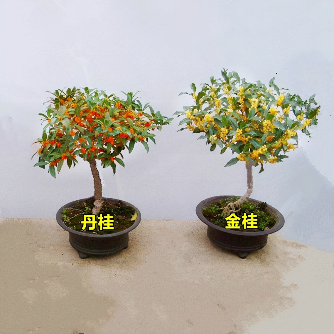 农村后院适合种啥树,家里种哪五种树可以旺家多子多福