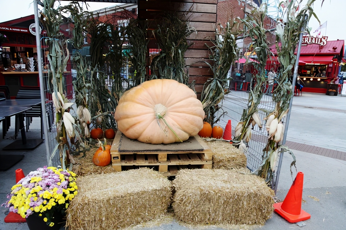 「怀念系列」加拿大（5）｜品尝奥巴马同款枫叶糖