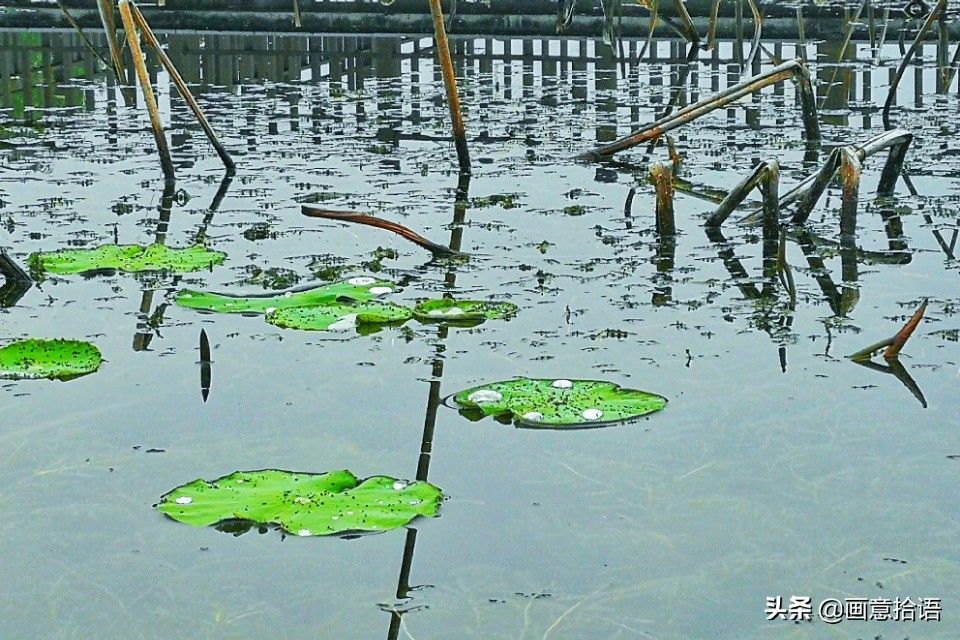 诗词鉴赏｜亭廊秀色觅荷香，月夜苍穹映碧光