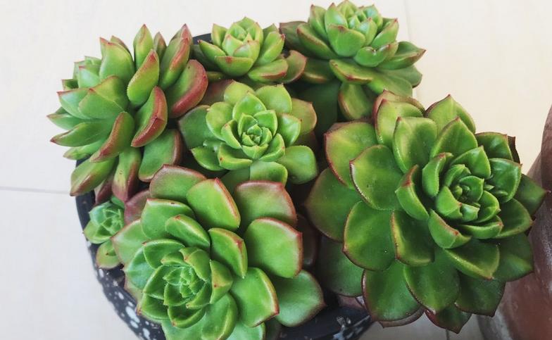 多肉芽点不爆侧芽怎样处理,多肉怎么爆侧芽不用药