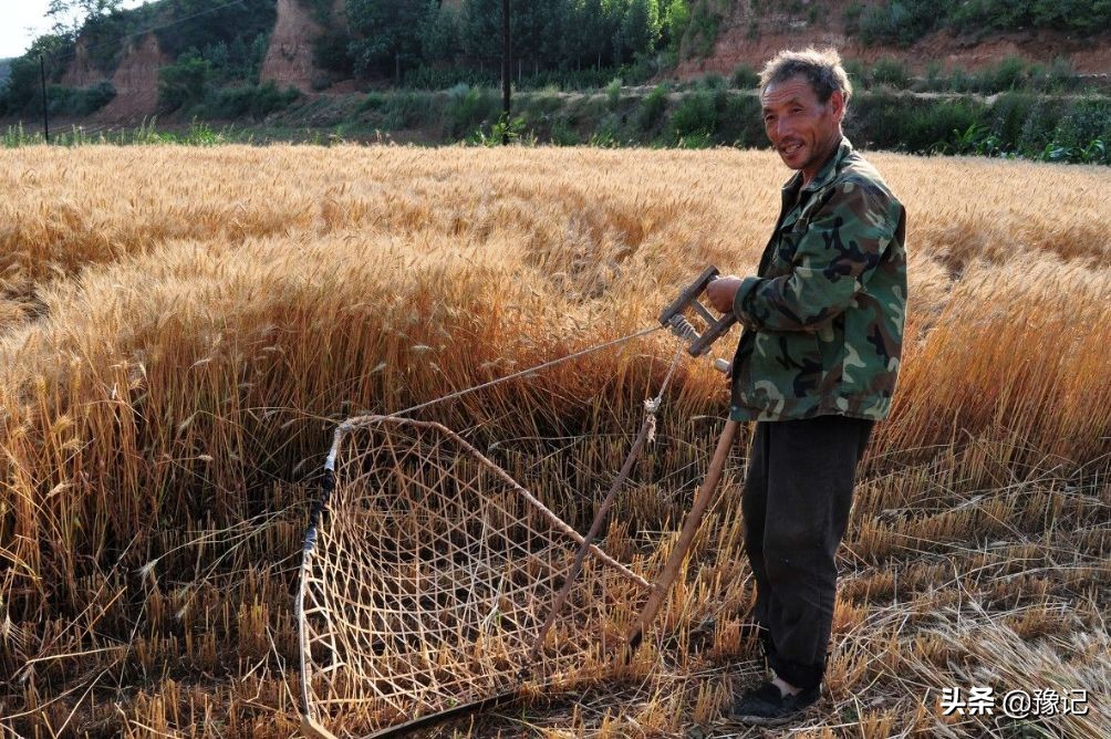 五月里，麦梢黄，收麦的战争即将打响