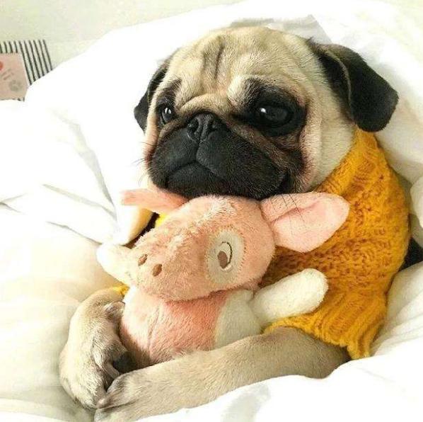 巴哥怎么养健康,怎么给巴哥快速补充营养