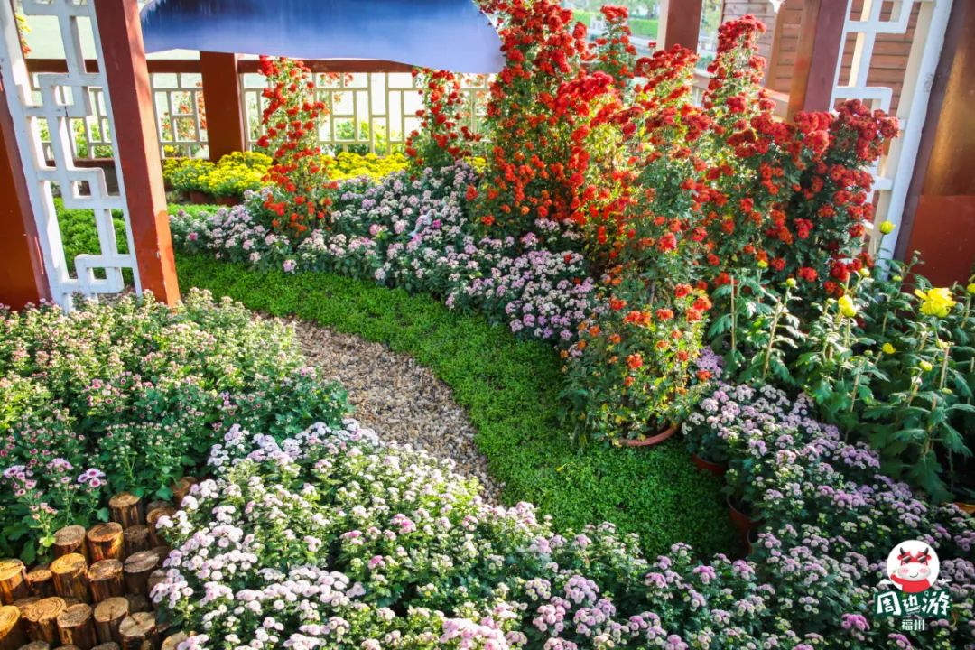 福州菊花展21年还有吗,福州西湖菊花展人山人海