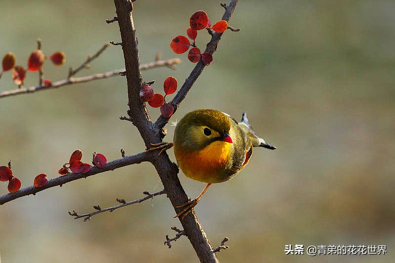 养野鸟怎么训练不飞走,怎样让野鸟在自己家里筑巢