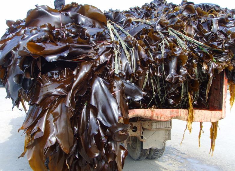 泡干海带换水吗,泡干海带的正确方法