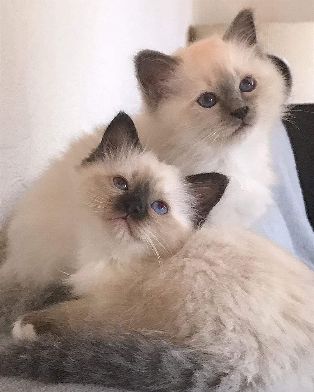 夸猫猫可爱的话,夸猫猫听话