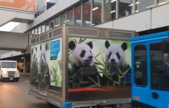 外国到底有多喜欢大熊猫,外国人是有多喜欢大熊猫