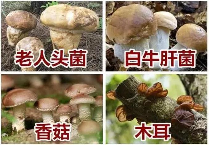 防食物中毒安全知识,吃菌的3个安全原则