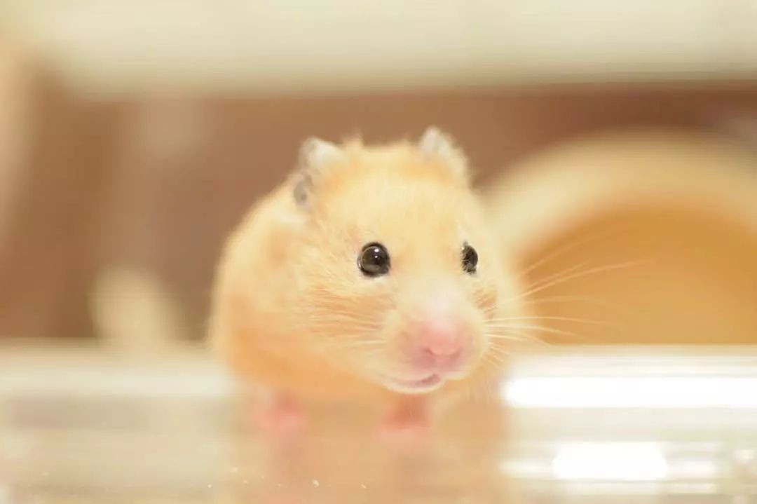 仓鼠拉红色粑粑是不是生病了,仓鼠为什么吃掉自己的粑粑