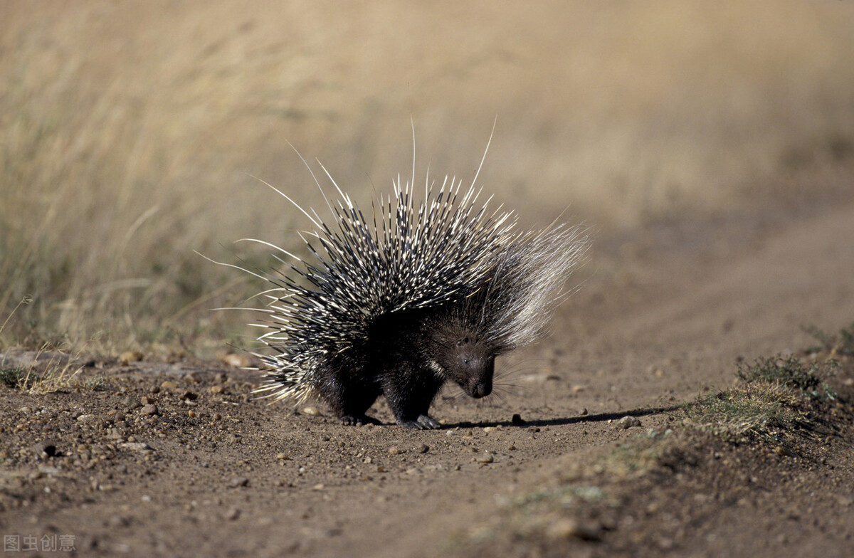 豪猪是什么样子,被误解的穿山甲