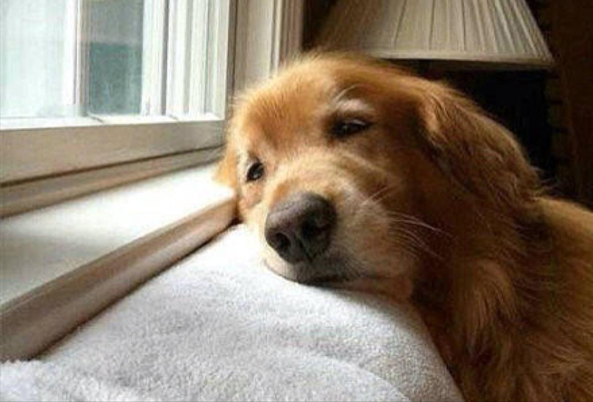 金毛正常吃喝但呕吐是什么原因,金毛突然呕吐是什么原因