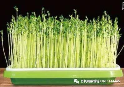 室内种芽苗菜图片,在家可以种的芽苗菜