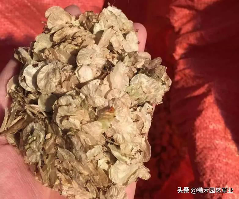 适合盐碱地的植物有哪些,绿化草耐旱品种