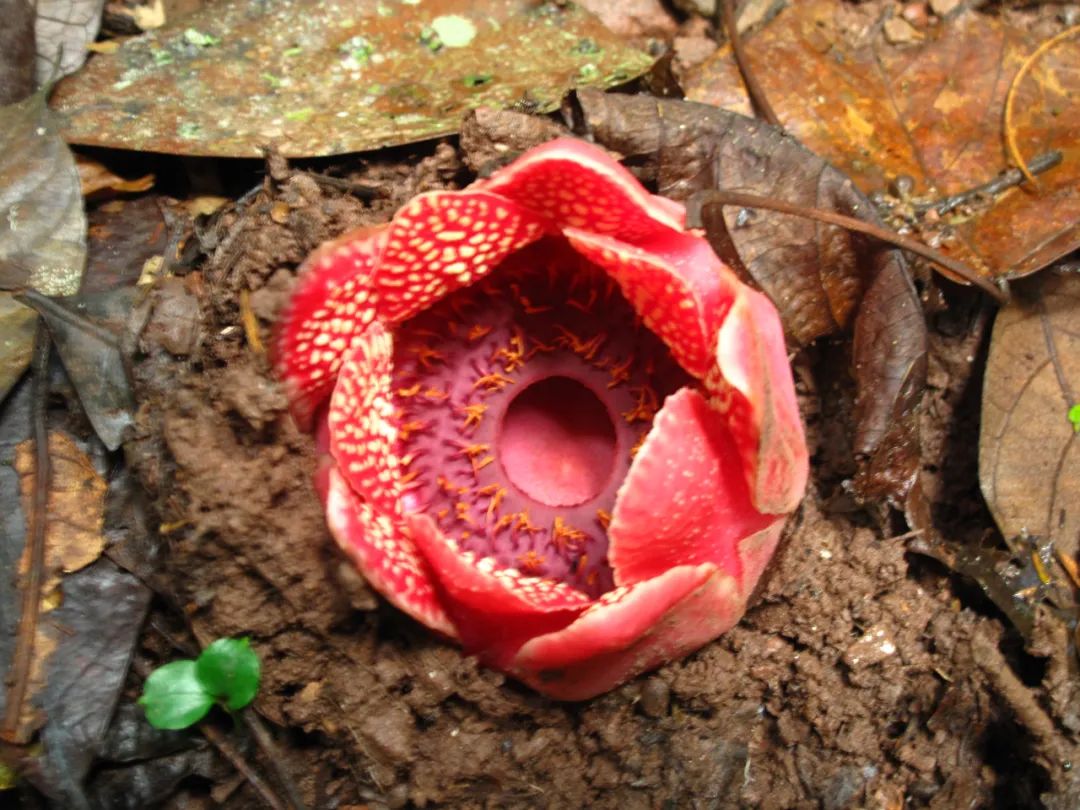 消失30年的寄生花再现,绝迹重生40