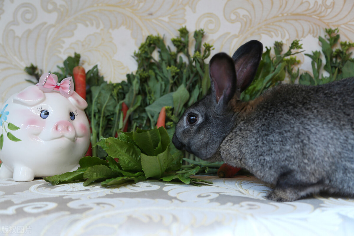 刚生的幼兔被母兔抓伤,兔宝宝被母兔抓伤怎么办