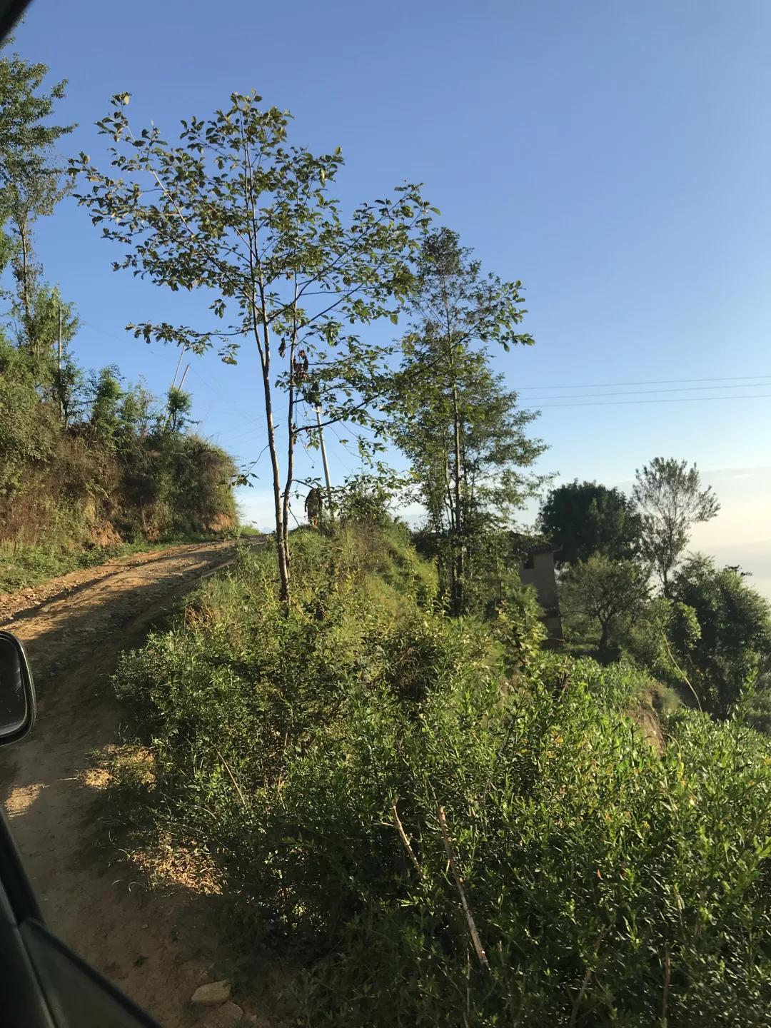 巧克力色的凤眼能盘成牛津红吗,为什么有的凤眼盘不红