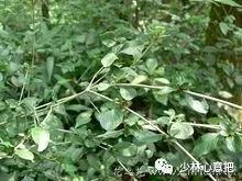 中药药材大全及功效,补肾中药大全及功效