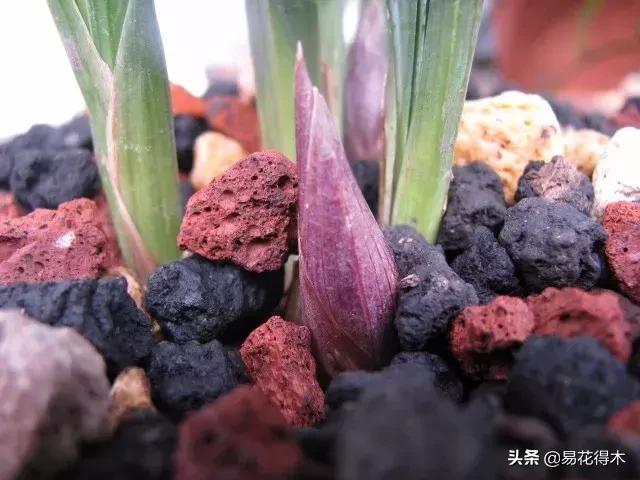 春兰大富贵的来历,春兰翠盖荷和大富贵区别