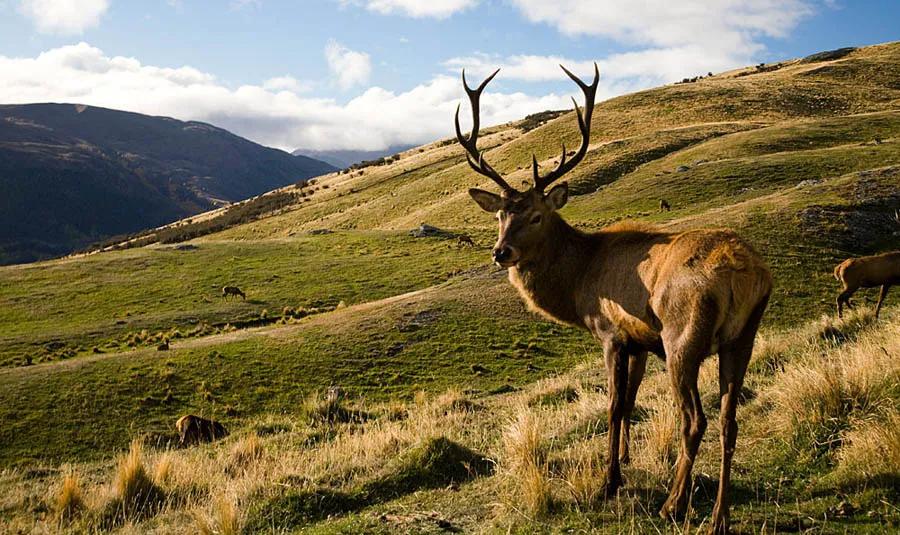 精致女人尖头气质鞋,高雅有女人味的猫跟鞋