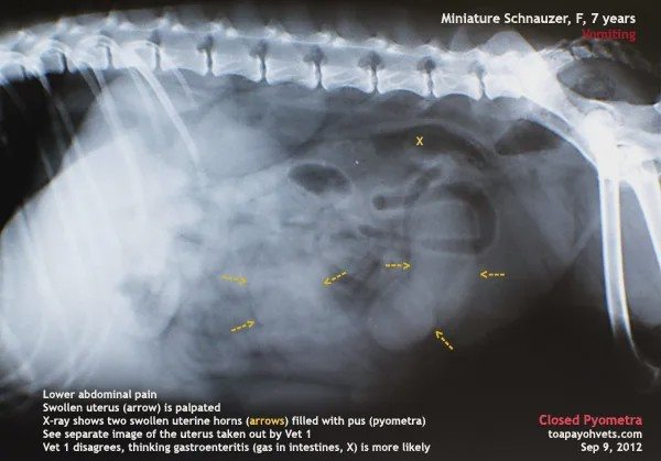 你家养的是女汪吗?那一定要为它注意这项妇科疾病