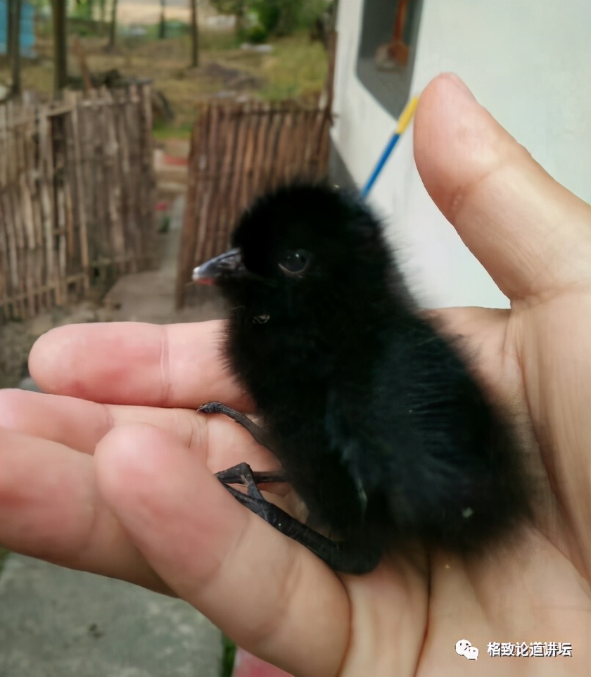 捡到只受伤的鸟怎么办,野外捡到受伤的小鸟