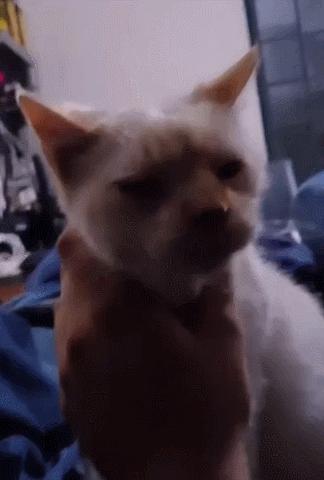 猫和老虎能杂交生育吗,猫和老虎可以生育吗