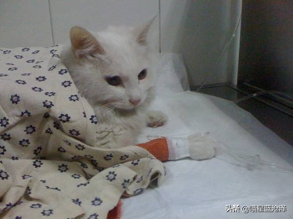 猫得肠胃炎的症状治疗需要多少钱,猫肠胃炎科普