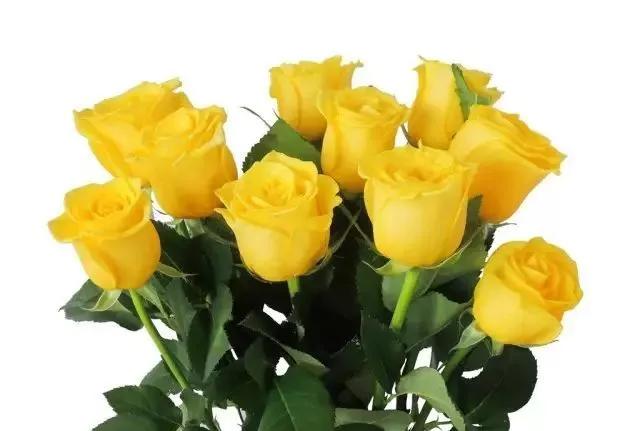 给大家介绍一下玫瑰品种,玫瑰的品种及特点介绍