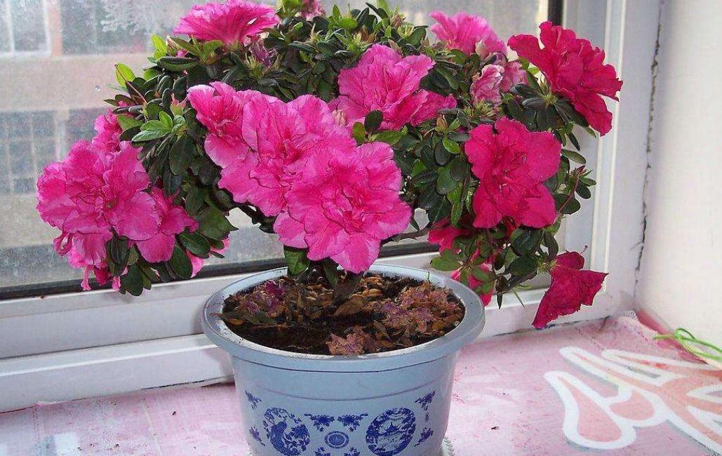 杜鹃花老是败,杜鹃花很容易枯萎