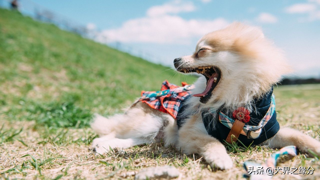 边牧与田园犬的后代,如何和边牧犬建立感情