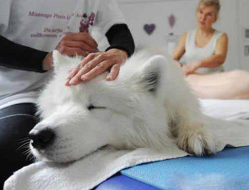 每天给狗狗梳毛的正确方法,给狗狗梳毛的正确方法