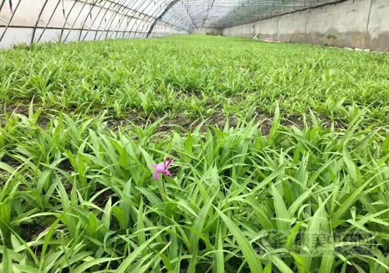 种植白芨一亩需要多少成本,种植白芨一百亩大概需要多少成本