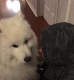 别再说笼养狗狗不好了,小恶魔萨摩耶