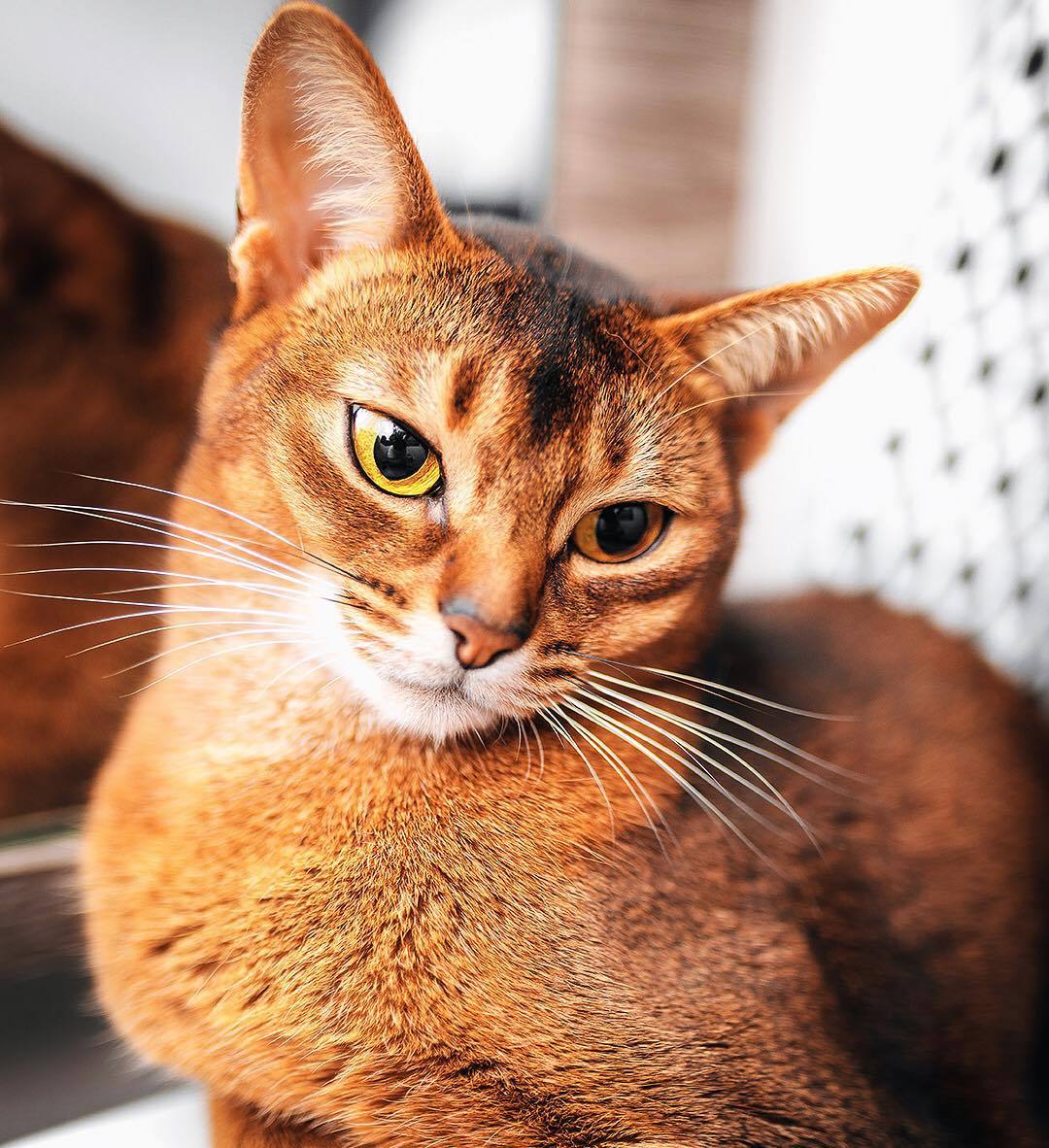 如何让吃猫粮的猫吃自制饭,怎样帮助小猫吃猫粮