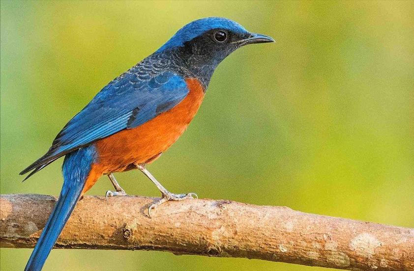 广东常见鸟类图谱和名称图文,东江揽胜鸟类