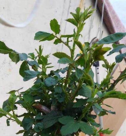 月季花黄叶怎么办?“3招”让它绿油油,变茂盛,花儿越开越多